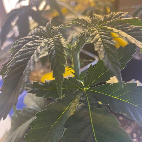 Gelato 44  growlog photo: Toping 