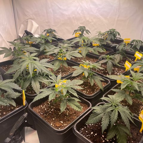 Gelato 44  growlog photo: Toping 