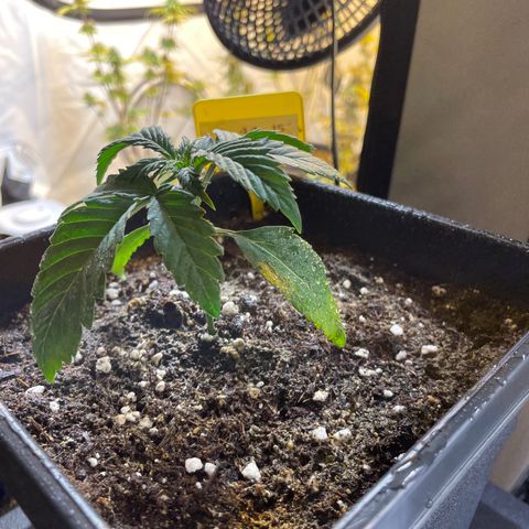 Gelato 44  growlog photo: Umtopfen 7/5 Liter 