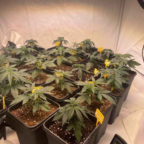 Gelato 44  growlog photo: Toping 