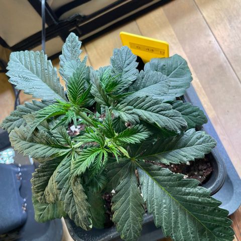 Gelato 44  growlog timeline photo