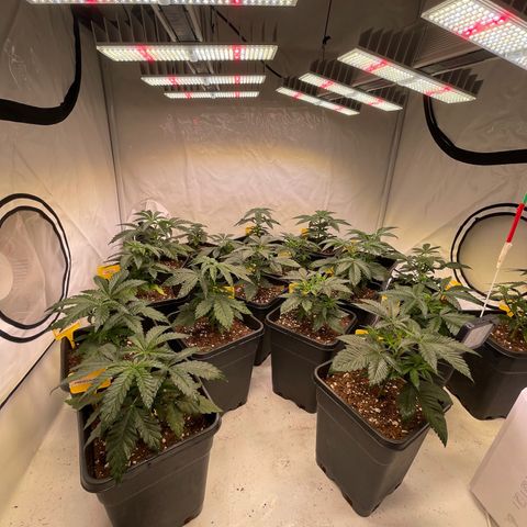 Gelato 44  growlog timeline photo