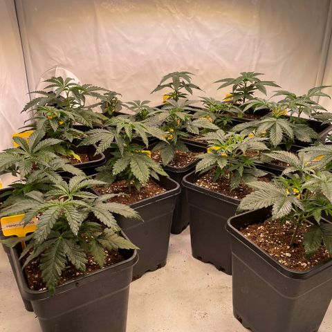 Gelato 44  growlog timeline photo