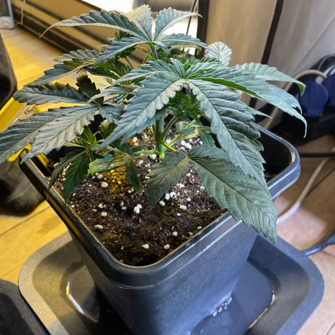 Gelato 44  growlog timeline photo