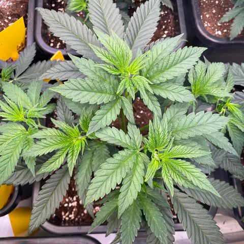 Gelato 44  growlog timeline photo