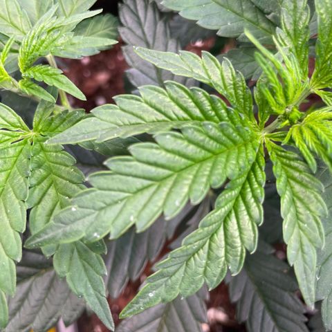 Gelato 44  growlog timeline photo