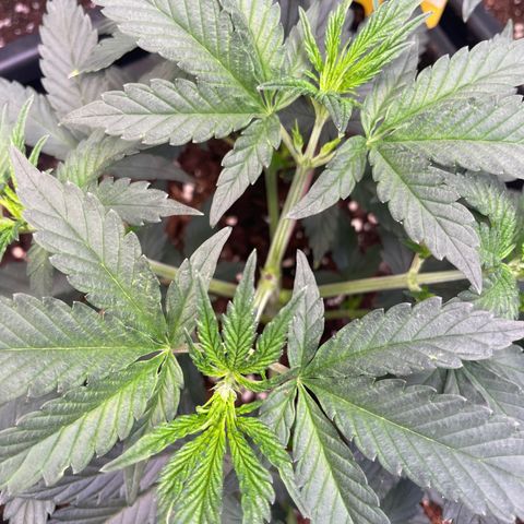 Gelato 44  growlog timeline photo
