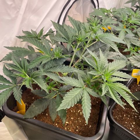 Gelato 44  growlog timeline photo