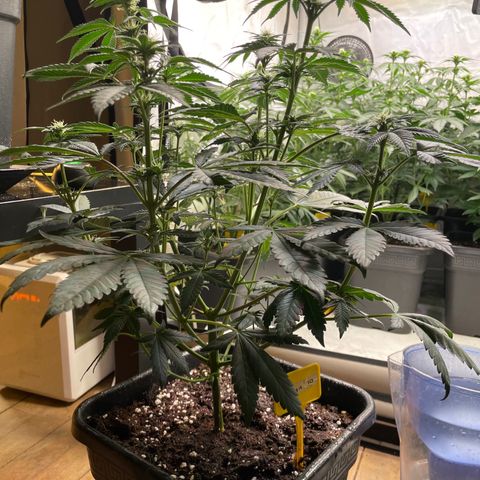 Gelato 44  growlog timeline photo