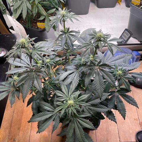 Gelato 44  growlog timeline photo
