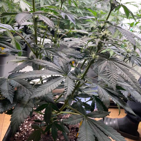 Gelato 44  growlog timeline photo