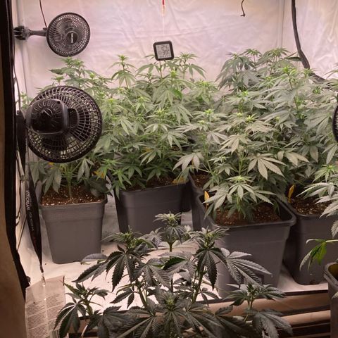 Gelato 44  growlog timeline photo