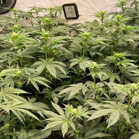 Gelato 44  growlog timeline photo