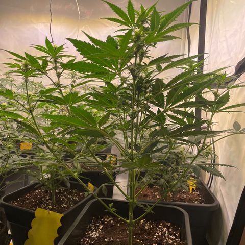 Gelato 44  growlog timeline photo