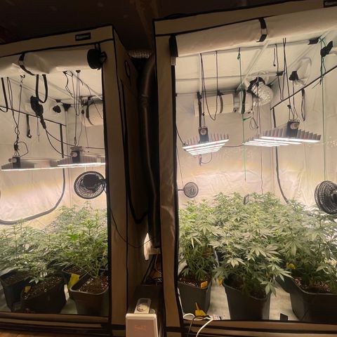 Gelato 44  growlog timeline photo