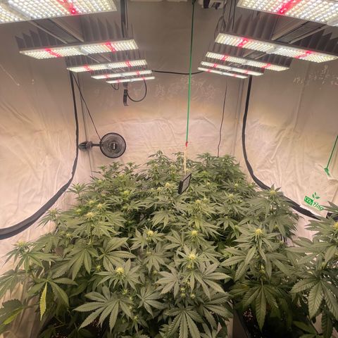Gelato 44  growlog timeline photo