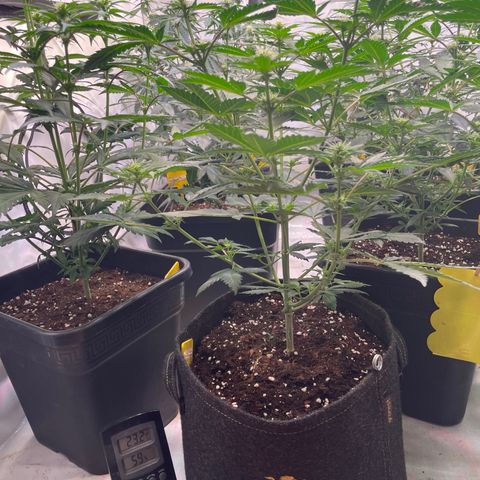 Gelato 44  growlog timeline photo