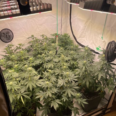 Gelato 44  growlog timeline photo
