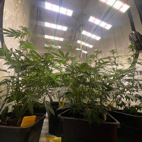 Gelato 44  growlog timeline photo