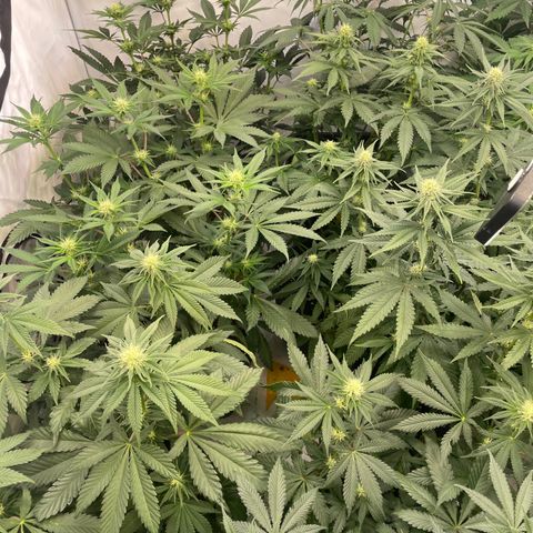 Gelato 44  growlog timeline photo