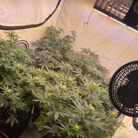 Gelato 44  growlog timeline photo