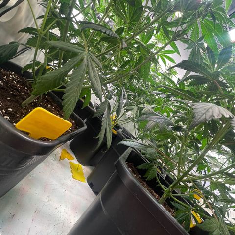 Gelato 44  growlog timeline photo