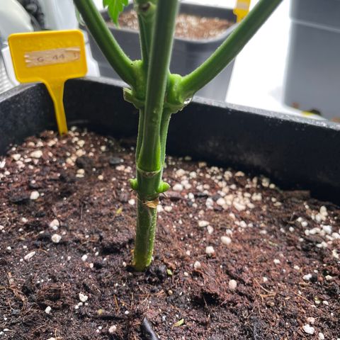 Gelato 44  growlog timeline photo