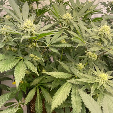Gelato 44  growlog timeline photo