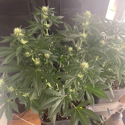 Gelato 44  growlog timeline photo