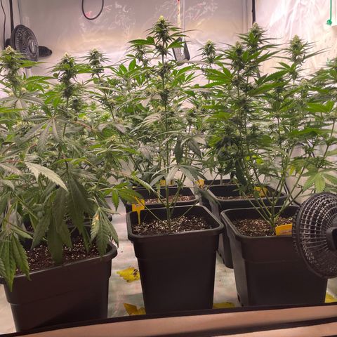 Gelato 44  growlog timeline photo