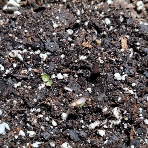 J30 growlog timeline photo