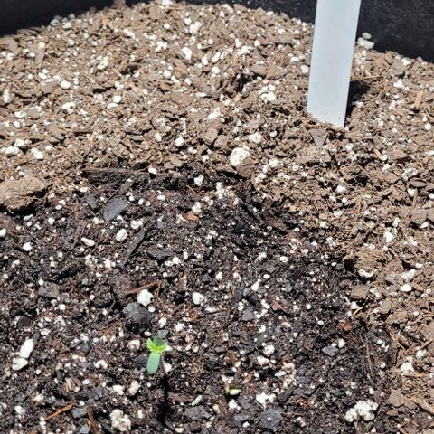 J30 growlog timeline photo