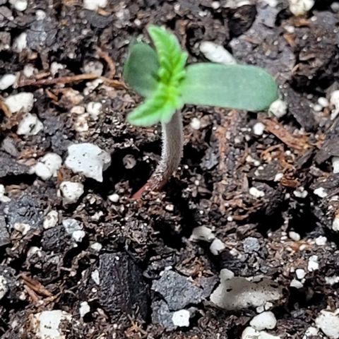 J30 growlog timeline photo
