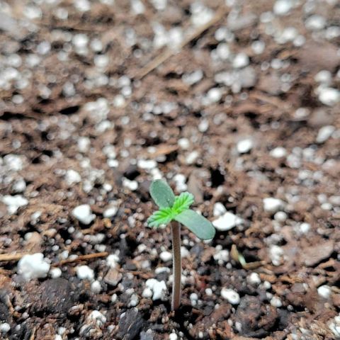 J30 growlog timeline photo