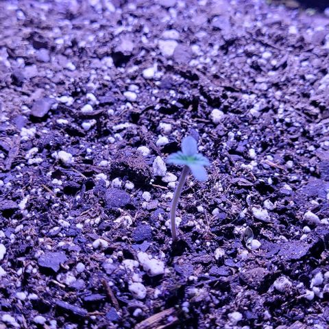 J30 growlog timeline photo