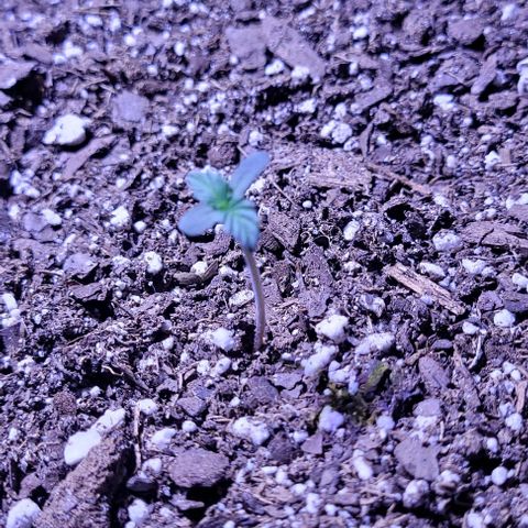 J30 growlog timeline photo