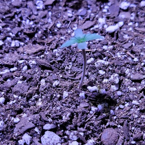 J30 growlog timeline photo