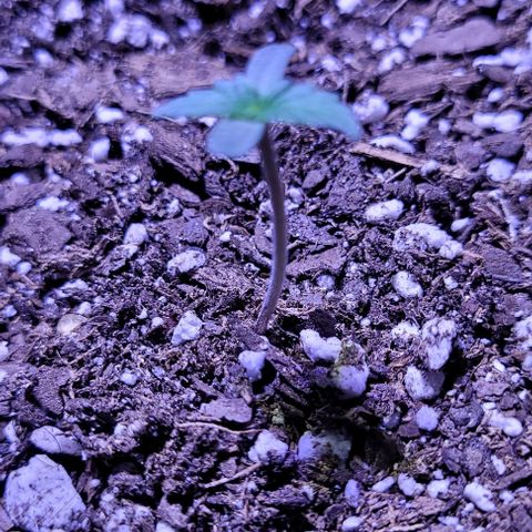 J30 growlog timeline photo