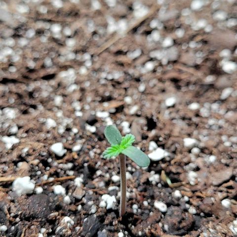 J30 growlog timeline photo