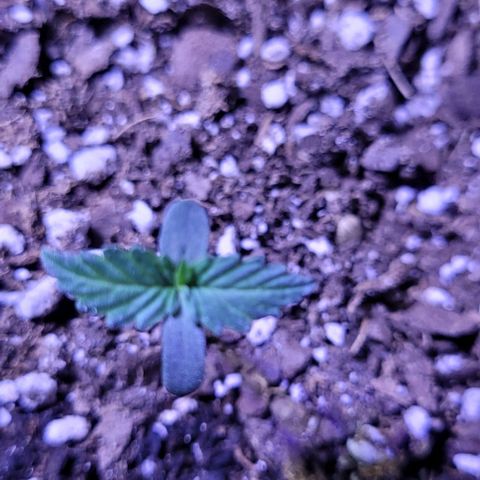 J30 growlog timeline photo