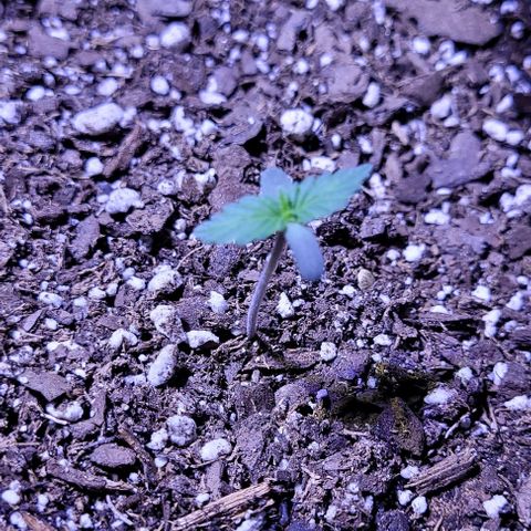 J30 growlog timeline photo