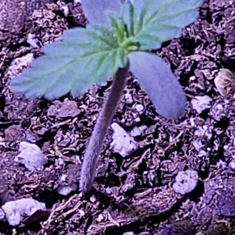 J30 growlog timeline photo