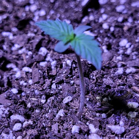 J30 growlog timeline photo