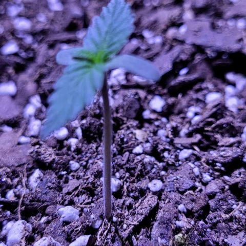 J30 growlog timeline photo