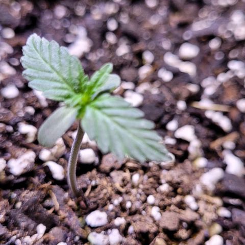 J30 growlog timeline photo