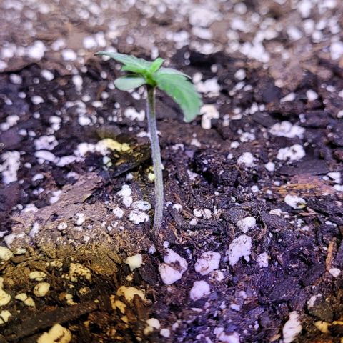 J30 growlog timeline photo