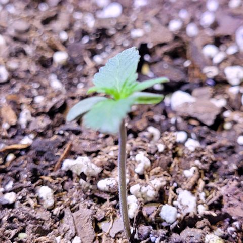 J30 growlog timeline photo