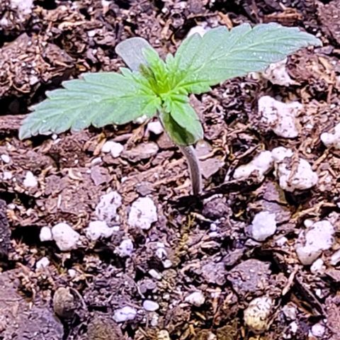 J30 growlog timeline photo