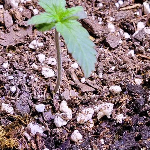 J30 growlog timeline photo