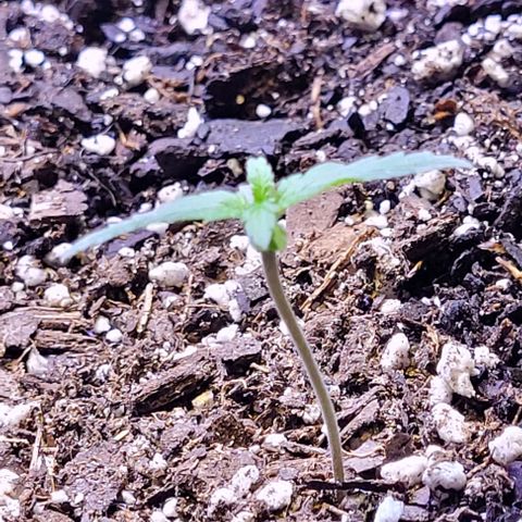 J30 growlog timeline photo